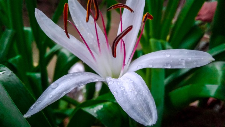 Aquatic flower 2