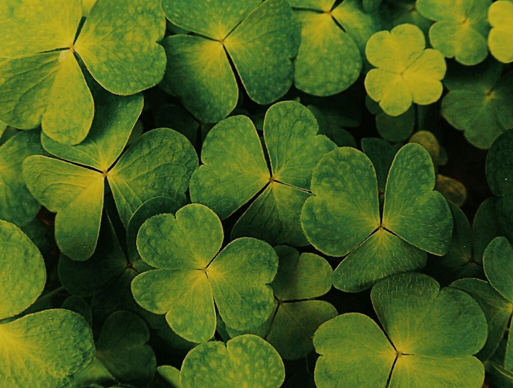 clover