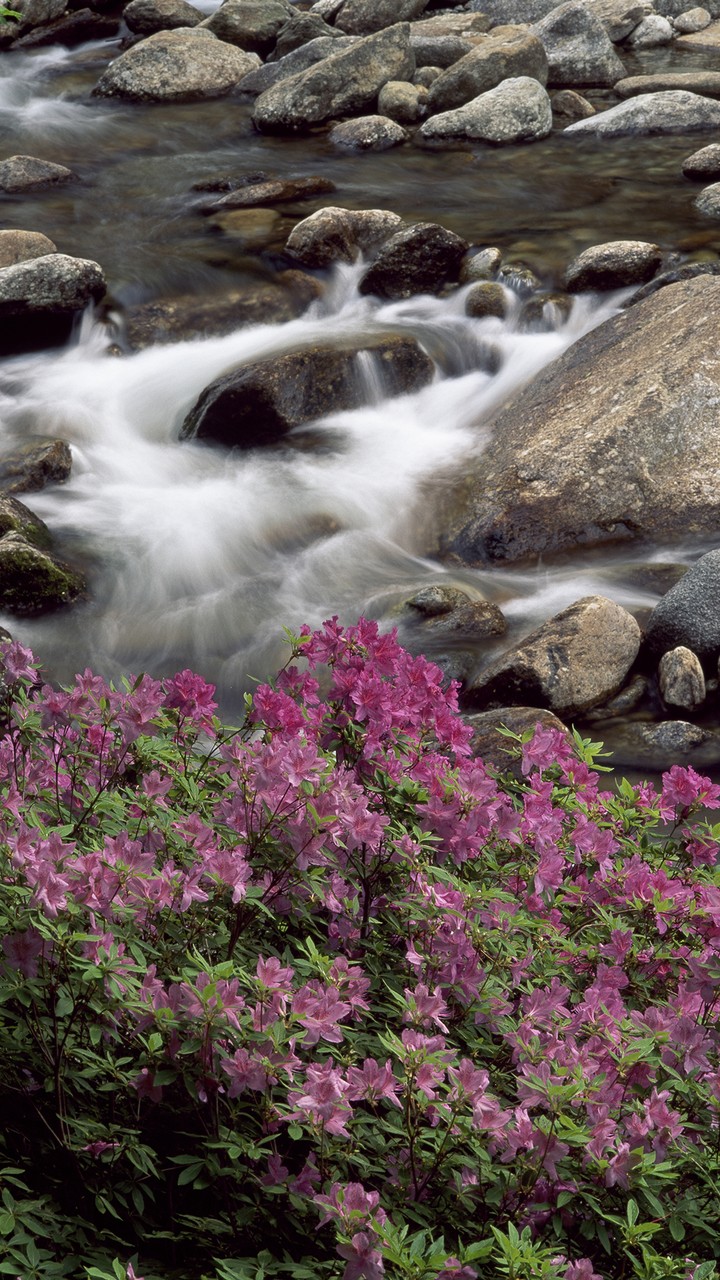 Stream