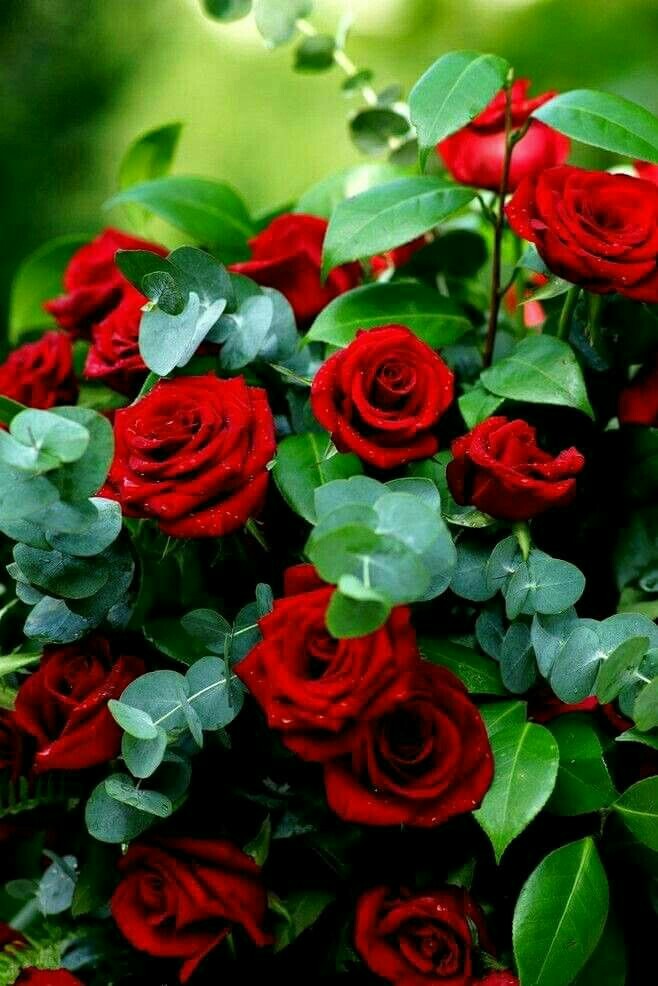 love for roses