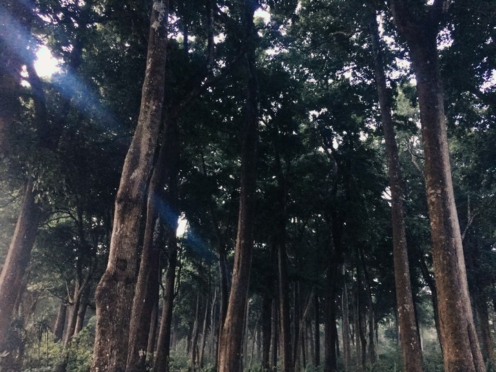Wandering