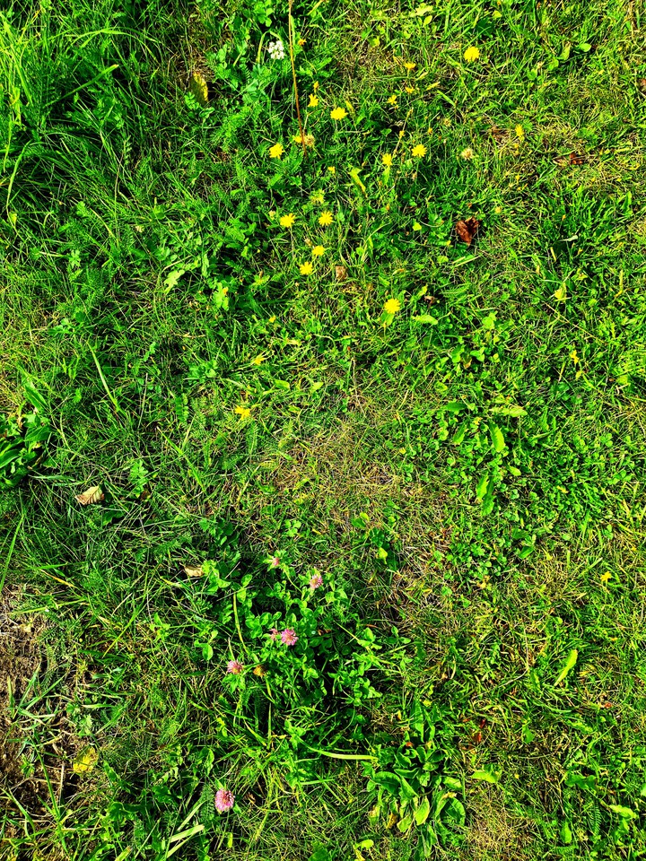 grass