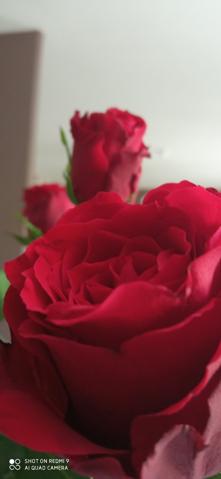 rose
