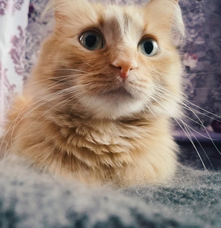котейка