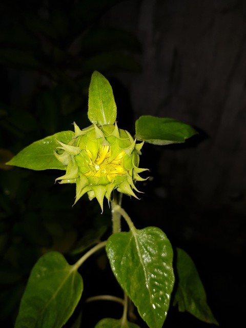 sunflower ?