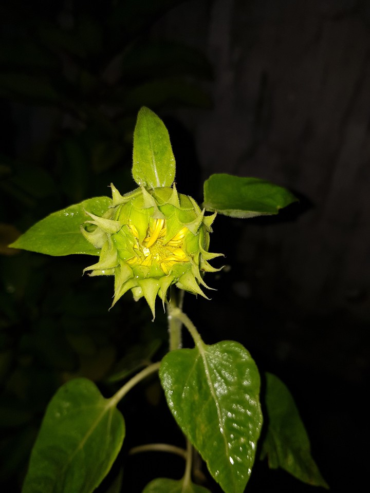 sunflower ?