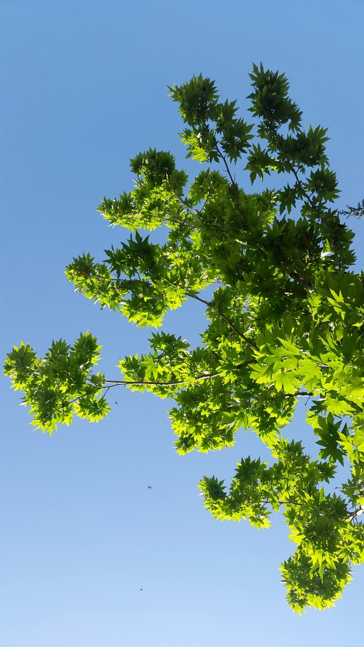 green leaf... in blue sky...