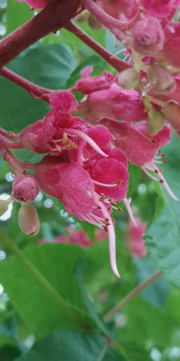 rote Kastanienblüte Macro