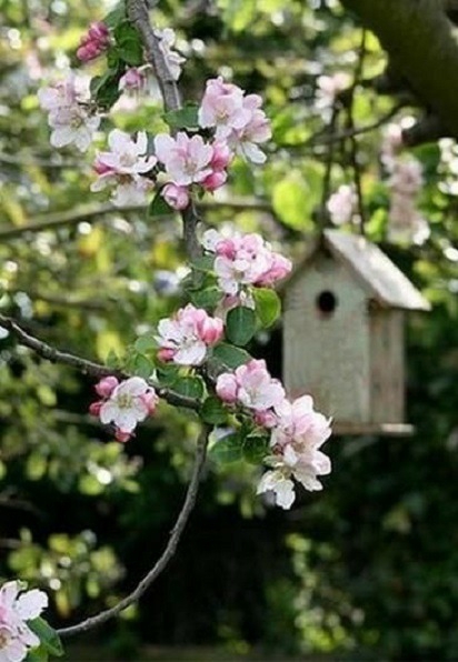 apple blossoms & bird feed in the orchard