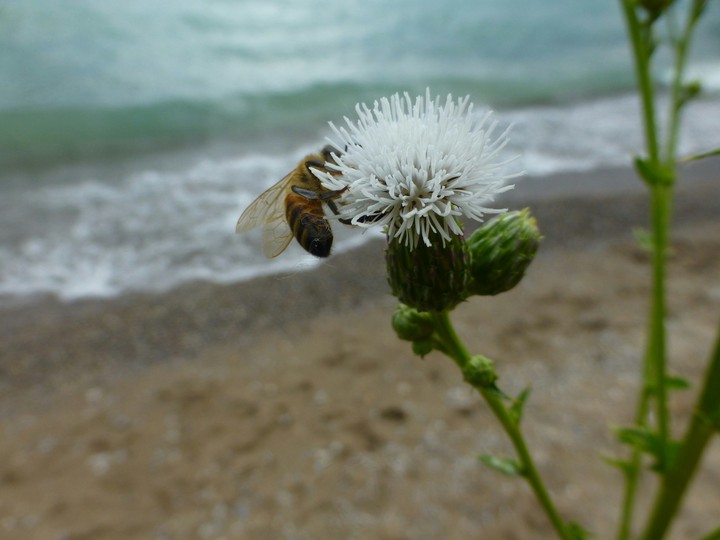 Bee @ the beach
