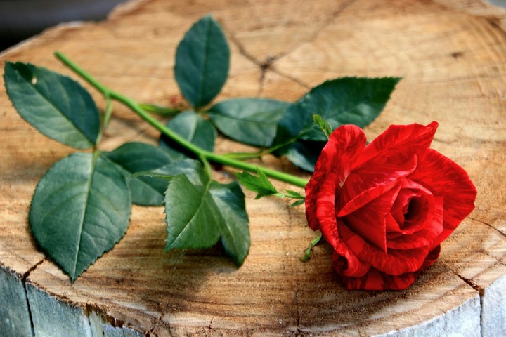 rose