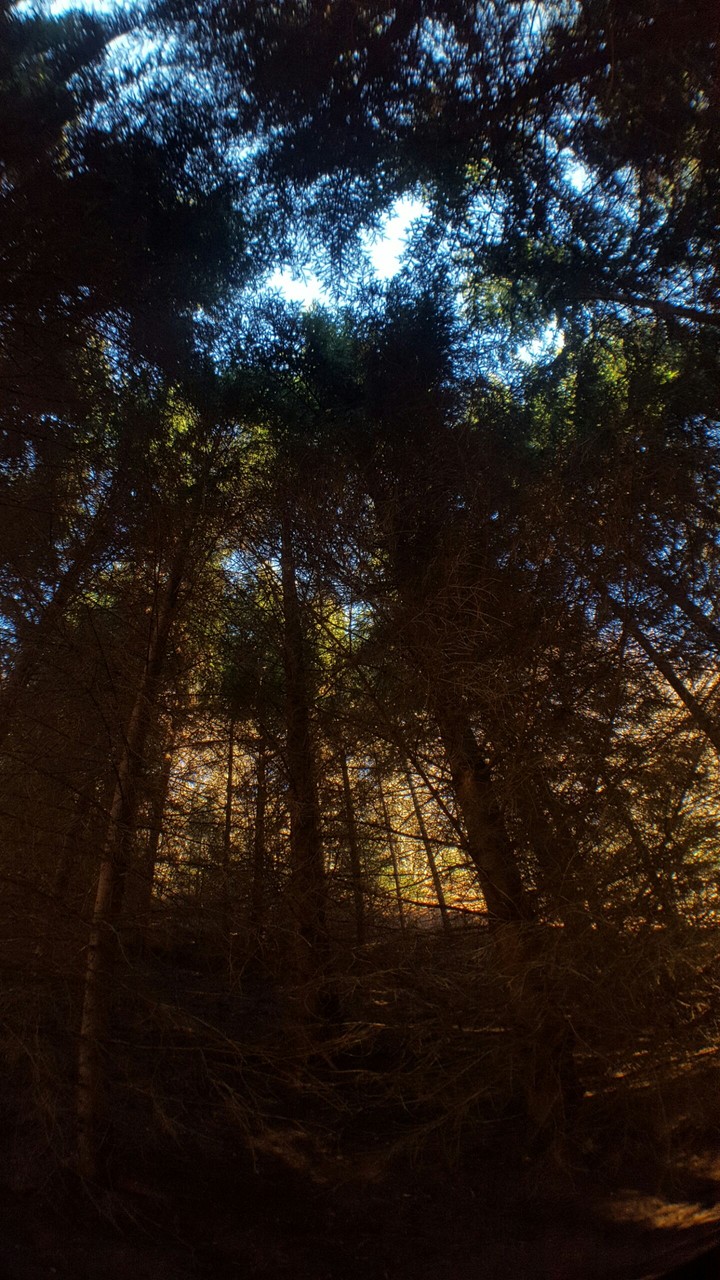 Wood
