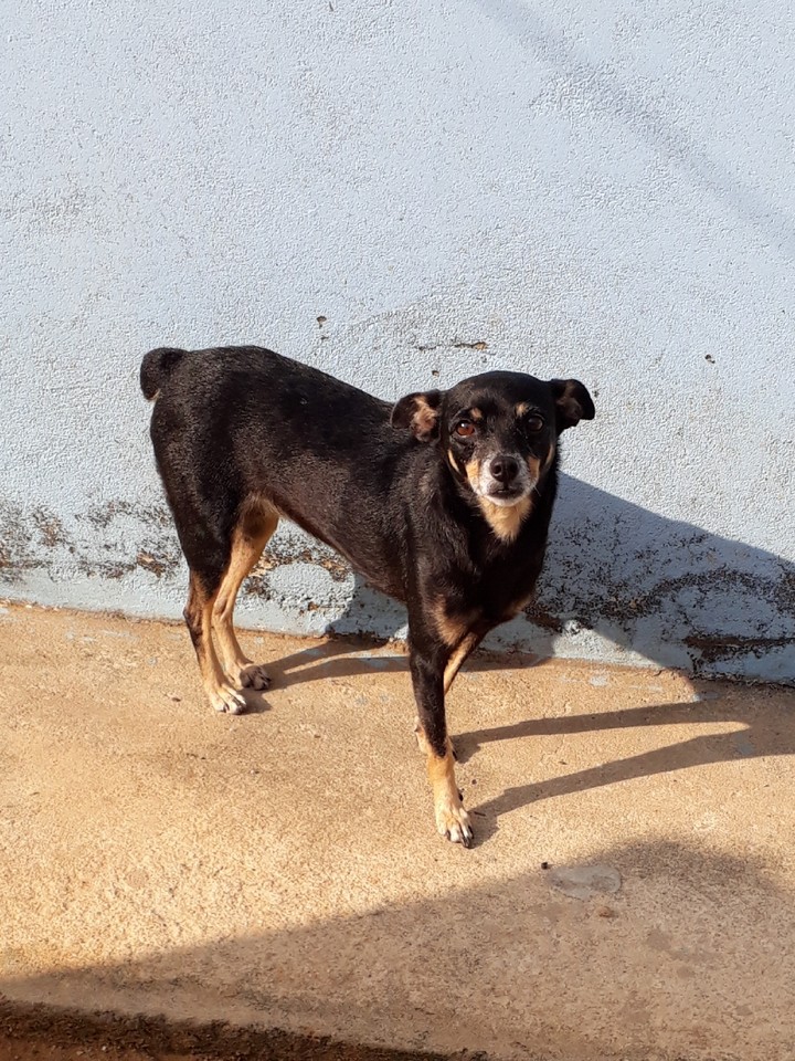 kimi