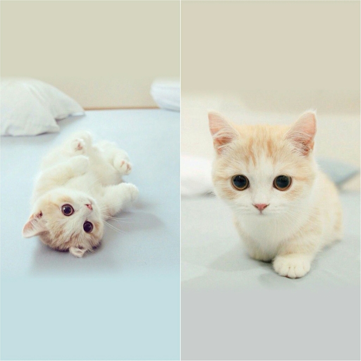 Cute cat 