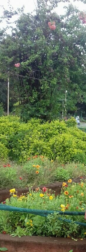 nature