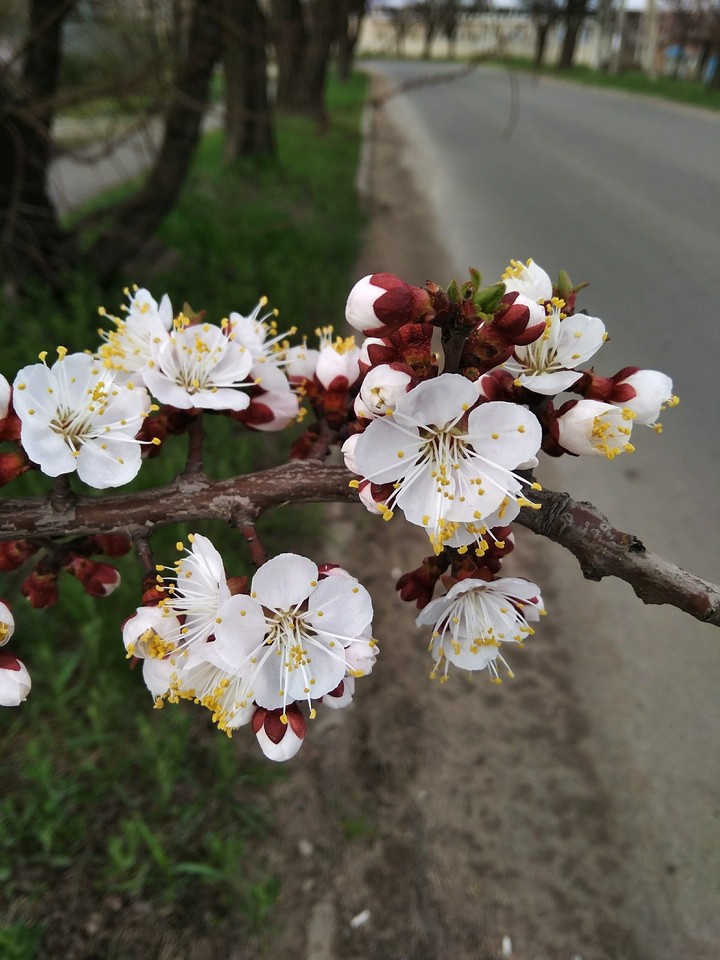 tree