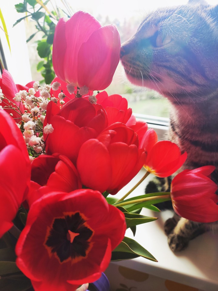 A cat and a bouquet
