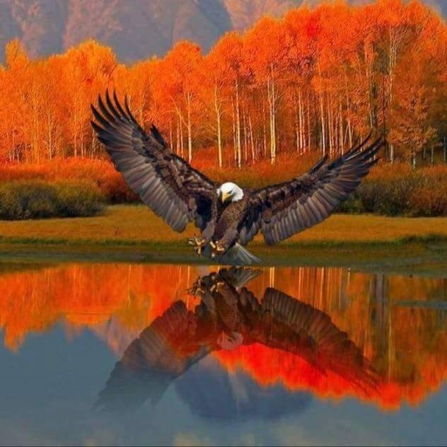 Weisskopfseeadler