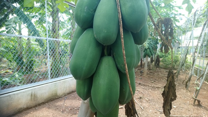 xanh xanh
