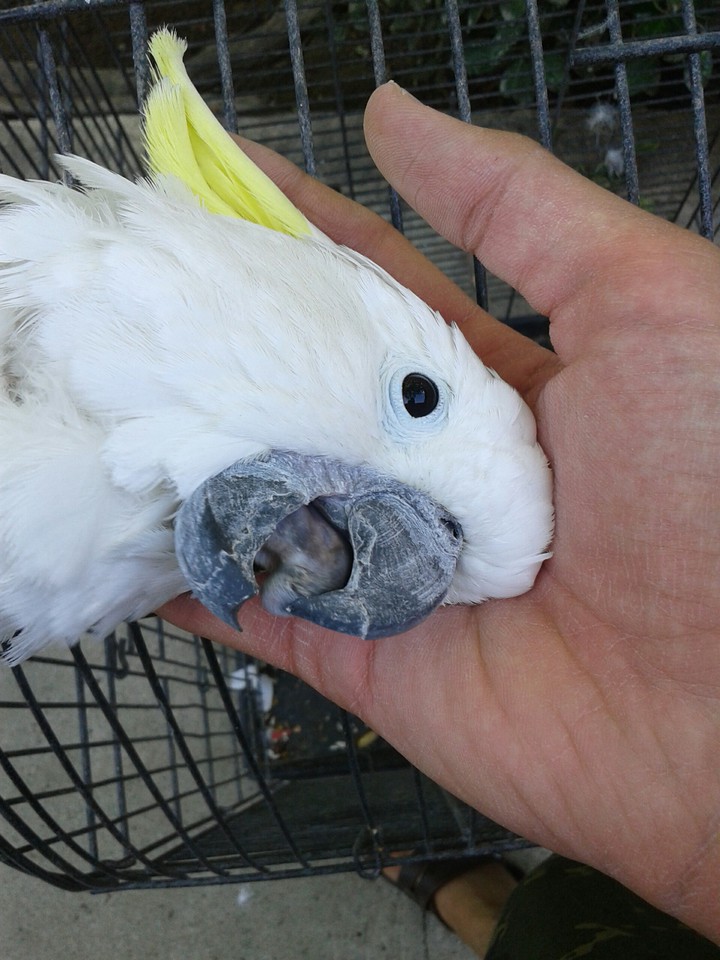 cockatoo