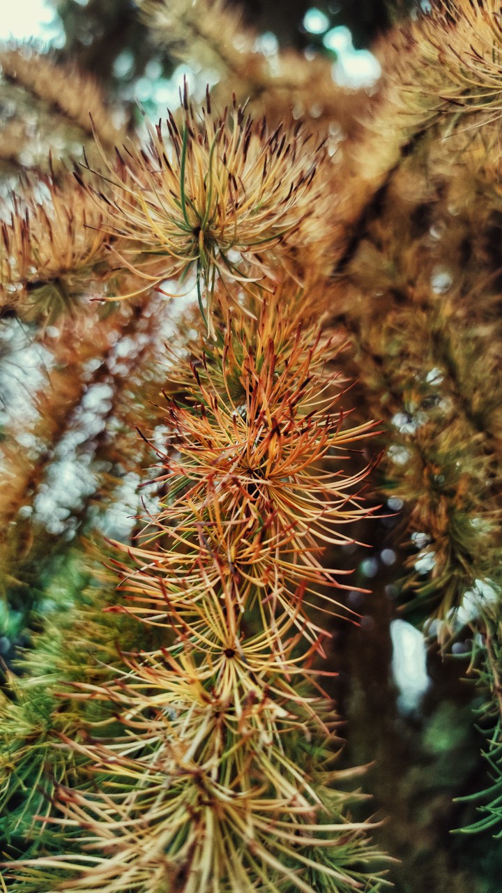 Ель / Fir-tree