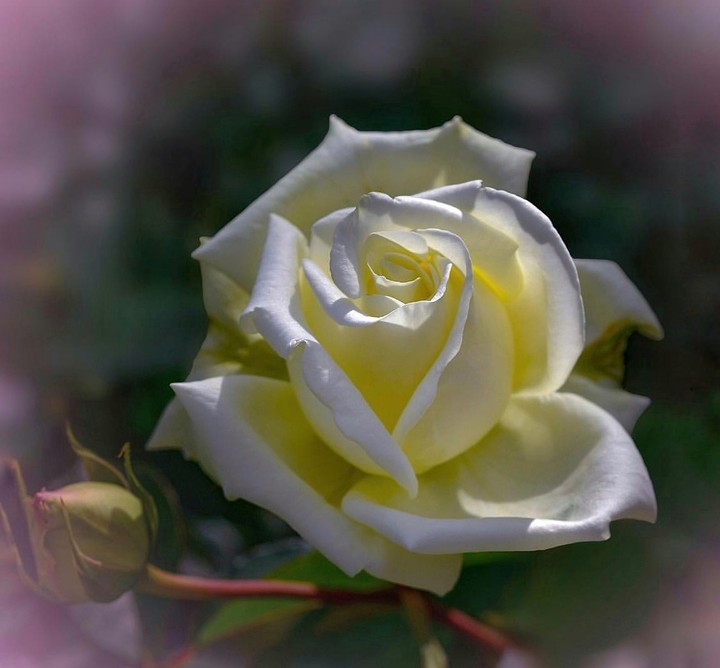 White_rose