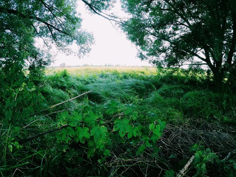 green