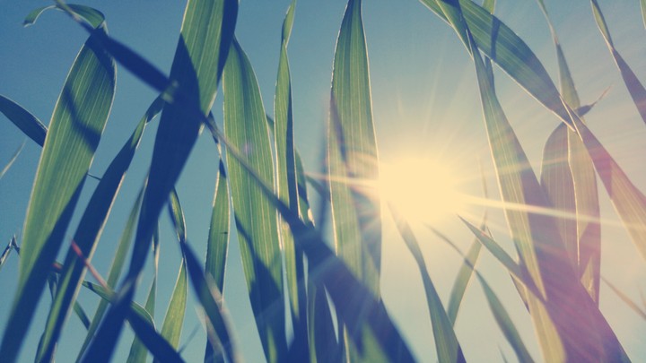 Sunlight