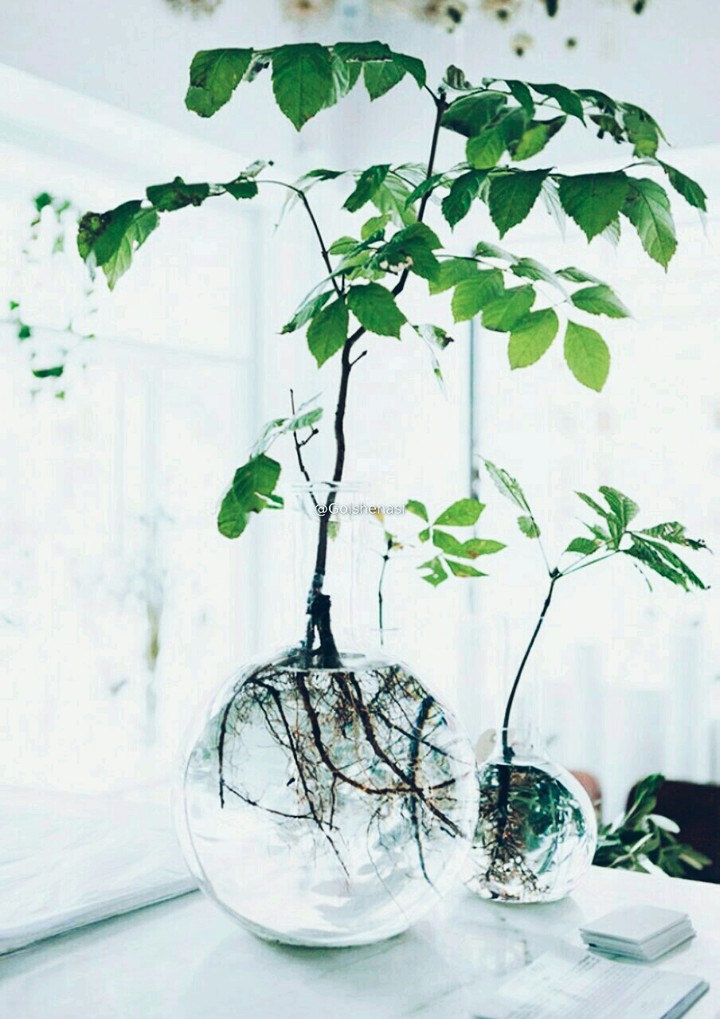 plant