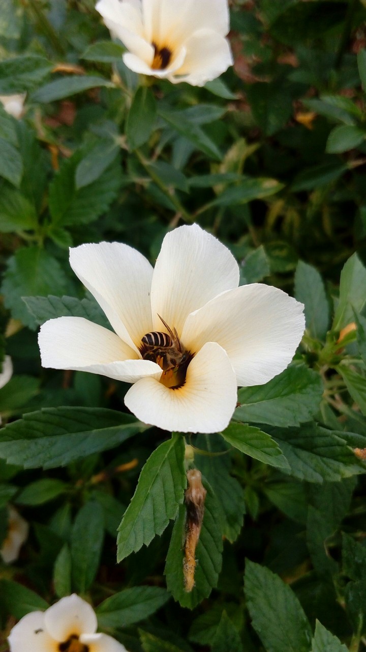 Little honey bee