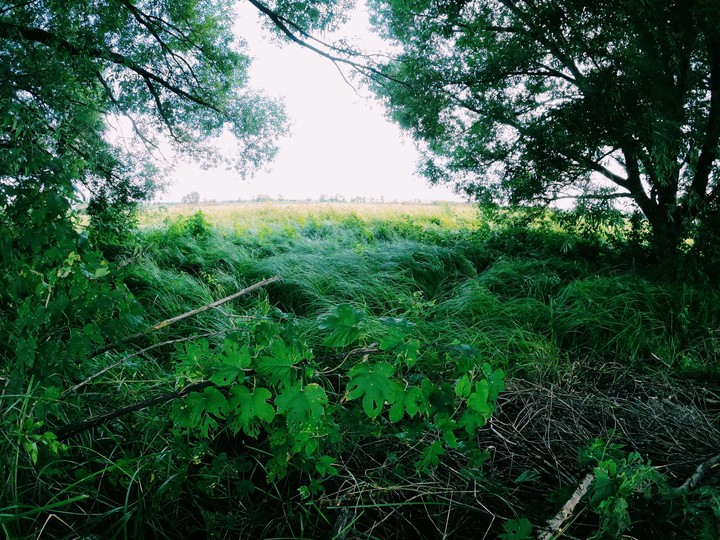 green