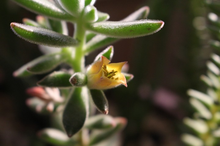 succulent