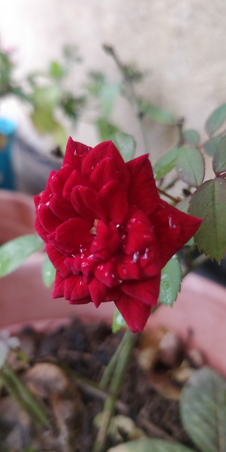 rosey