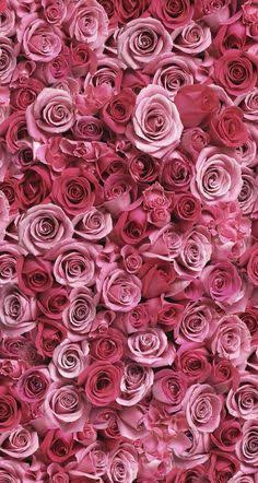 rose001