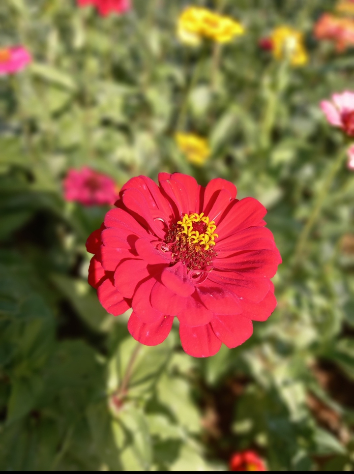 flower
