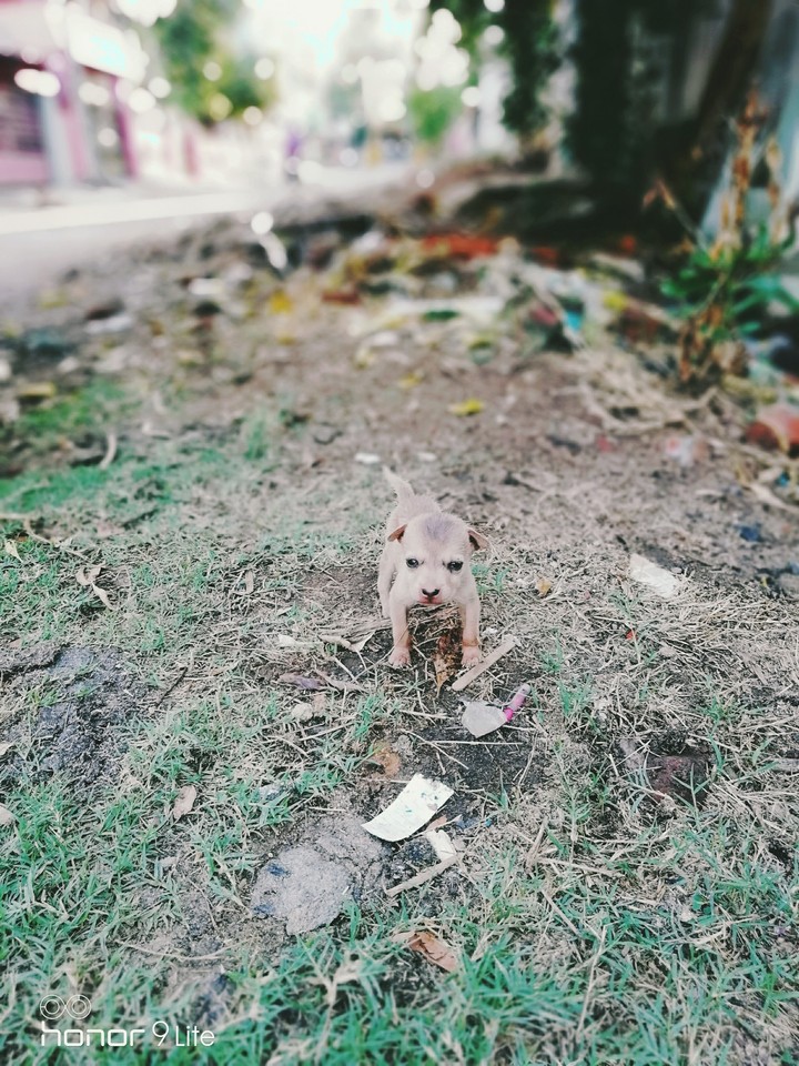 cute puppy