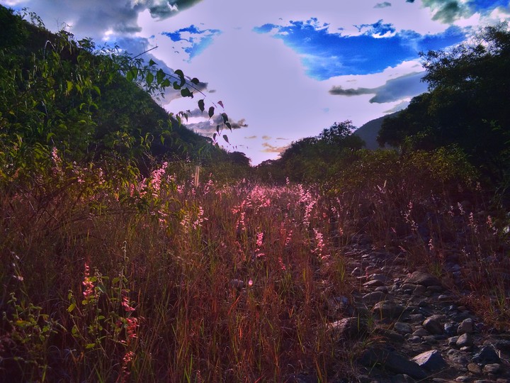 Grassland