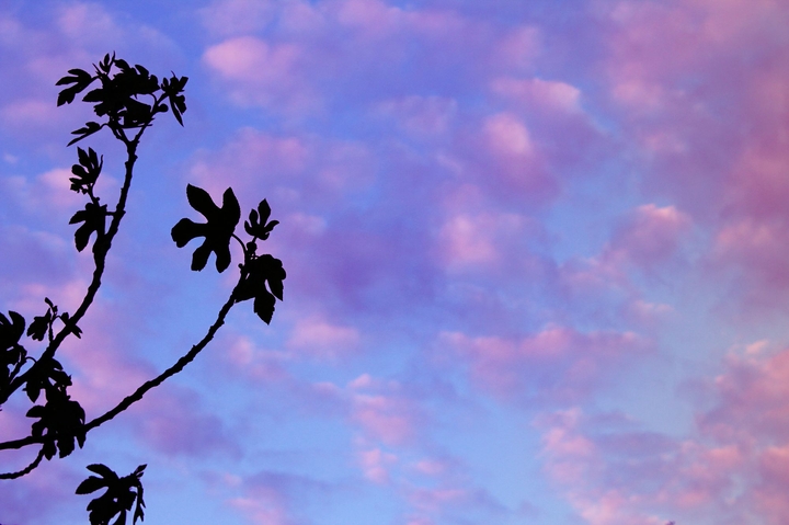 Purple sky