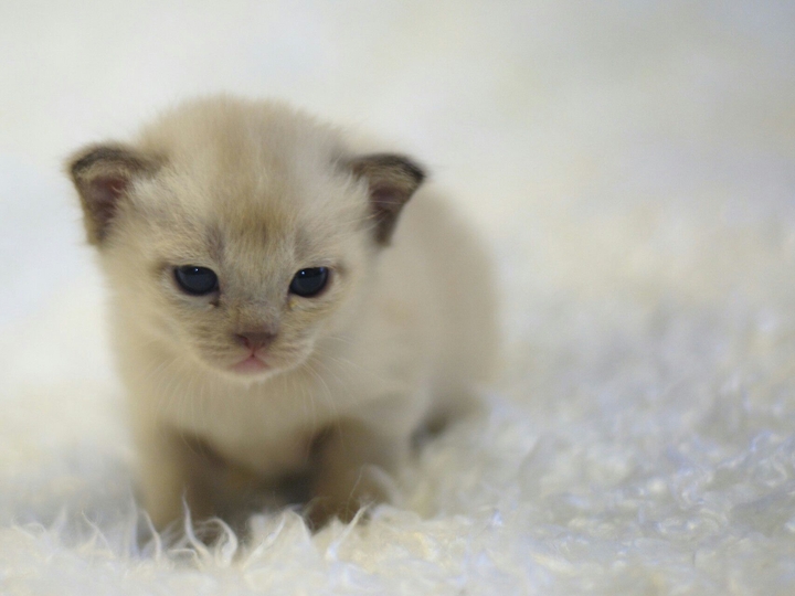 kitten