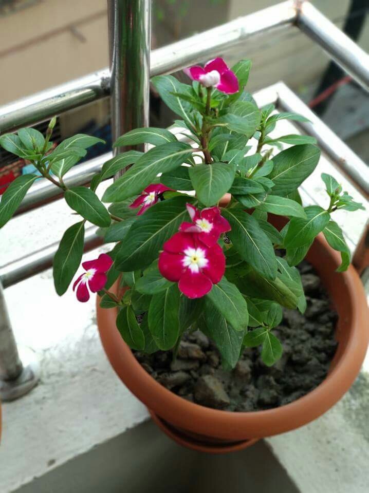 flowers gives me peaceful moment 