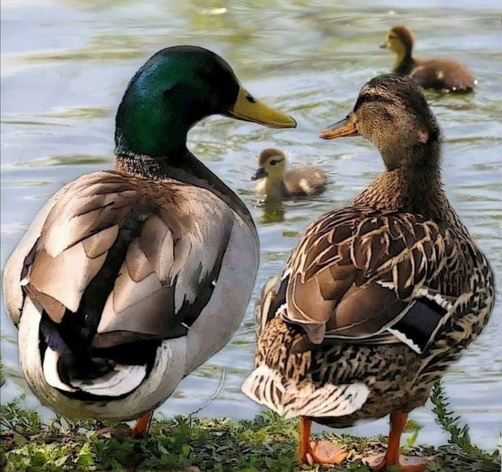 ducks