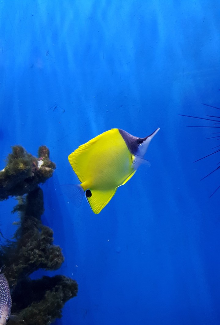 fish