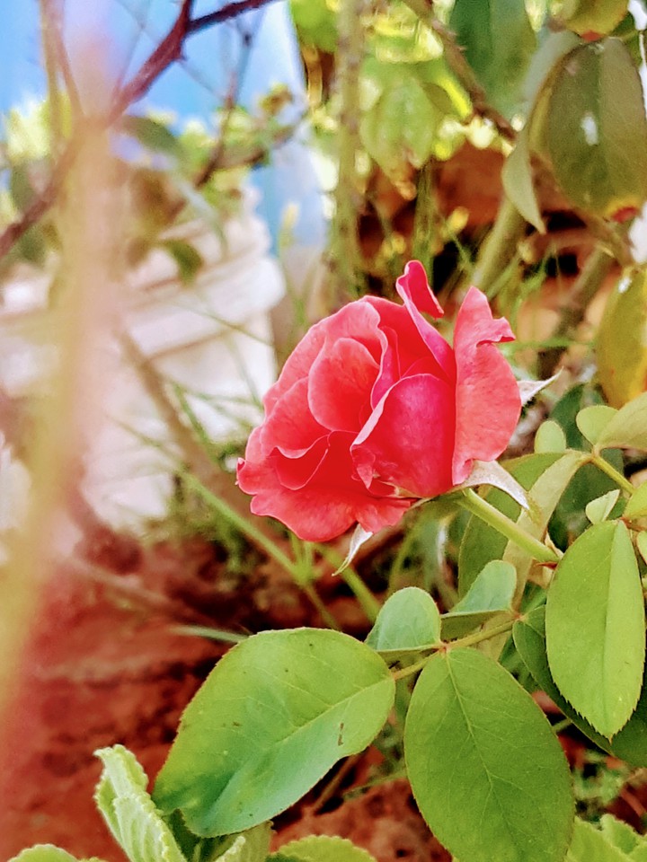 rose