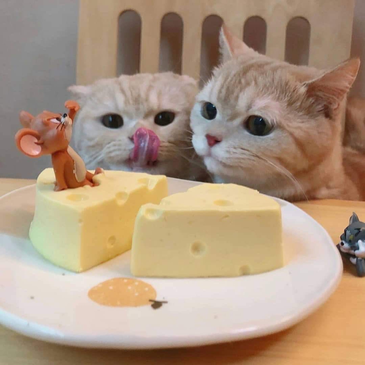 Kitty