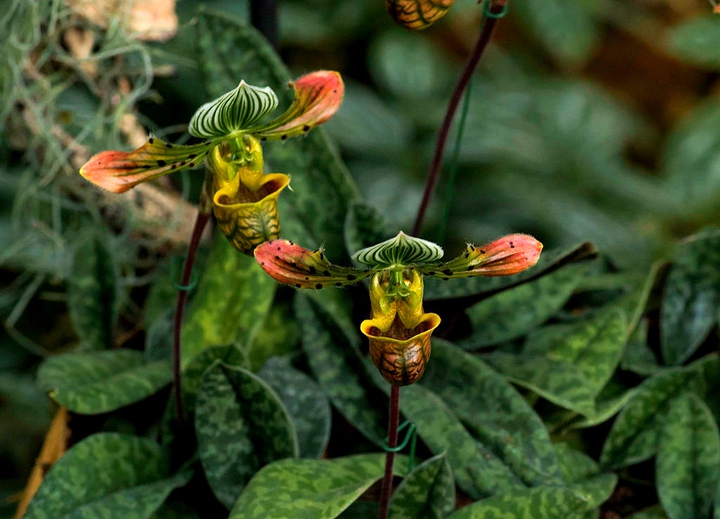 #tropical flowers