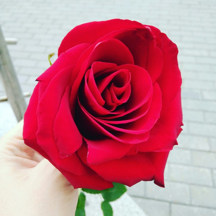 red rose
