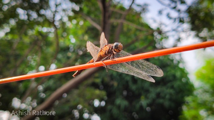 dragonfly