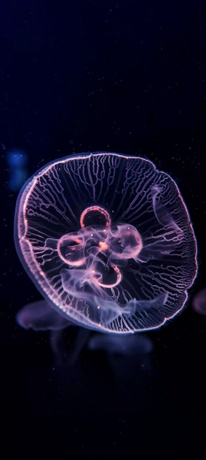 jellyfish