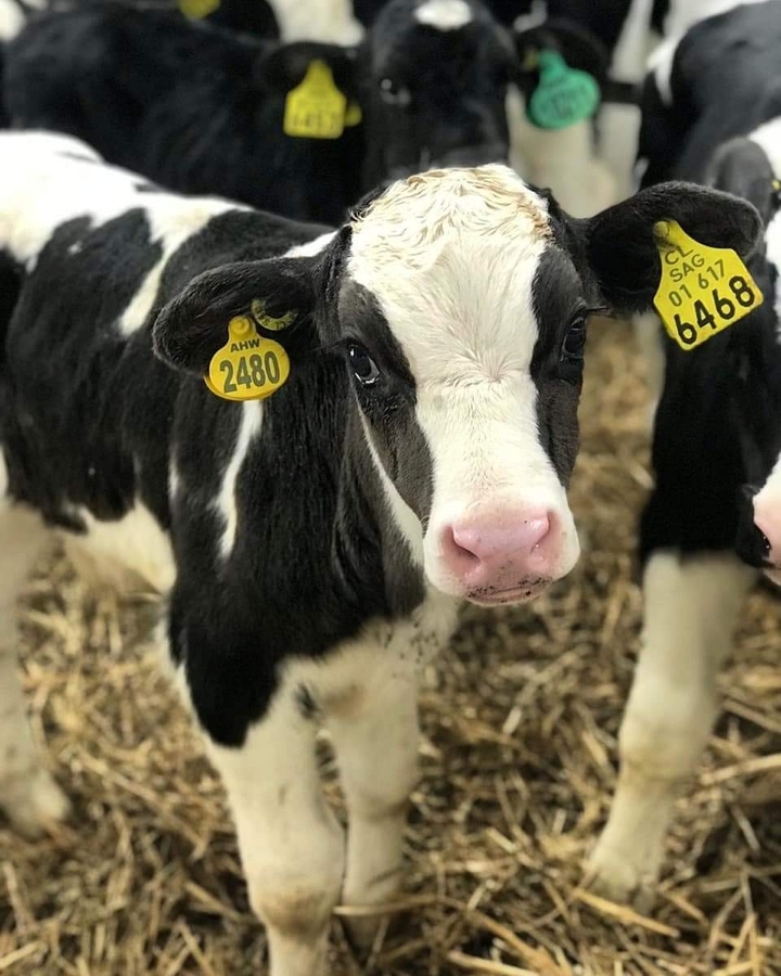 Calf