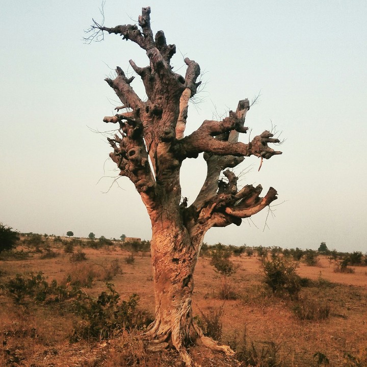 Tree